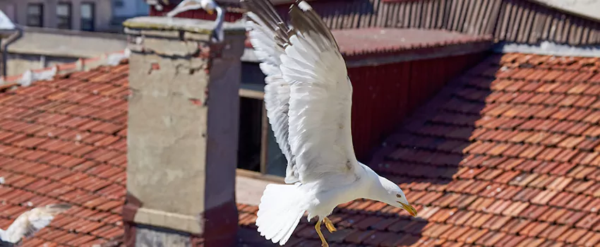 Residential Chimney Animal Removal Solution in Midvale, UT