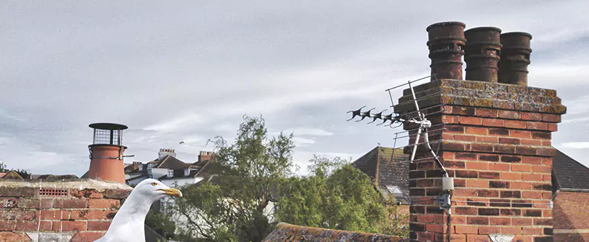 Chimney Cleaning And Restoration in Midvale, Utah